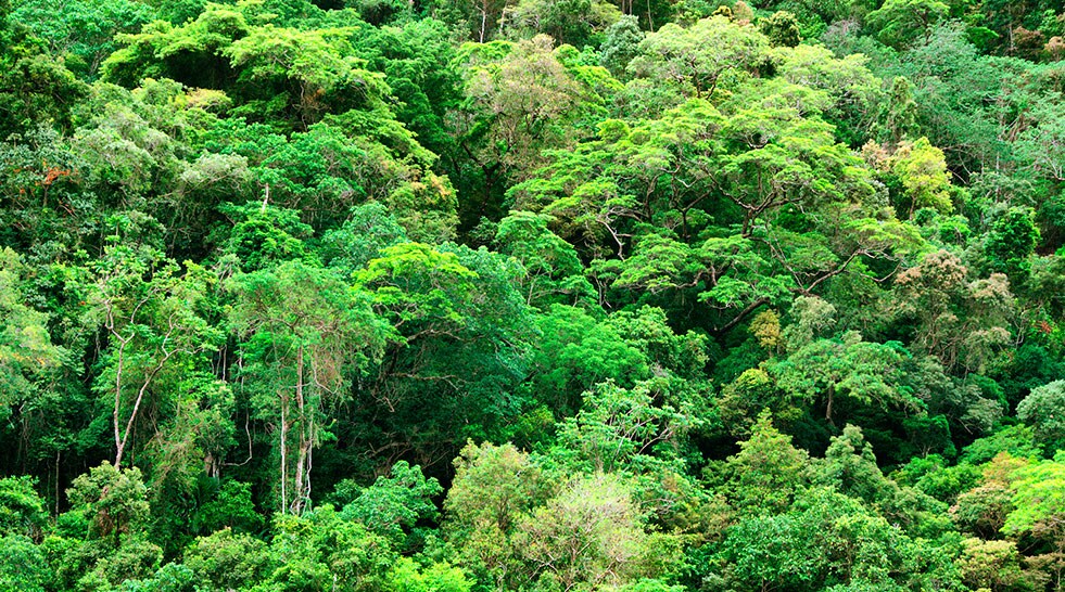 No Deforestación No Deforestación